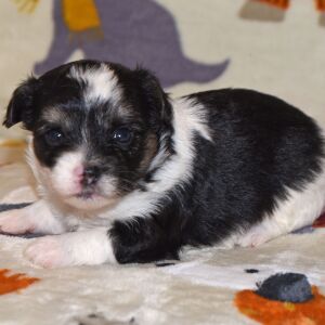Yorkiepoo Puppy Max