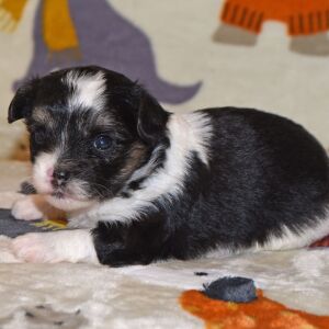 Yorkiepoo Puppy Max