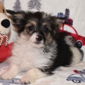 Yorkiepoo Puppy Max