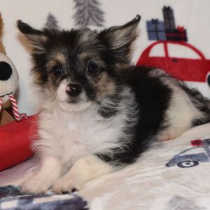 Yorkiepoo Puppy Max