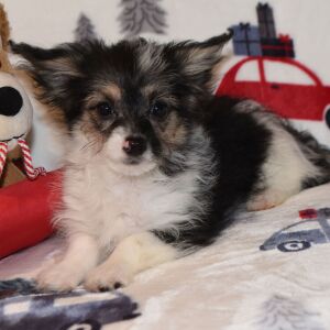 Yorkiepoo Puppy Max