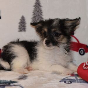 Yorkiepoo Puppy Max