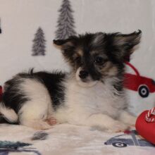 Yorkiepoo Puppy Max