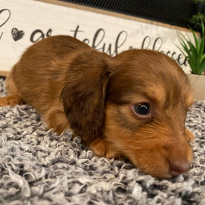 Dachshund Puppy Rosco