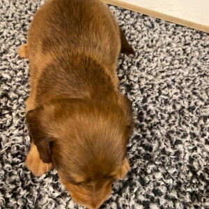 Dachshund Puppy Rosco