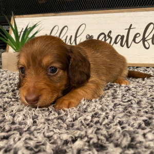 Dachshund Puppy Rosco