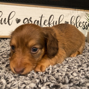 Dachshund Puppy Rosco
