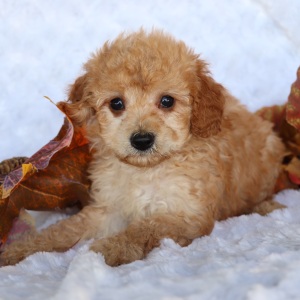 Cavapoo Puppy Jack