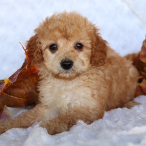 Cavapoo Puppy Jack