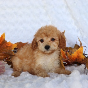 Cavapoo Puppy Jack