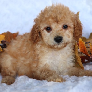 Cavapoo Puppy Jack