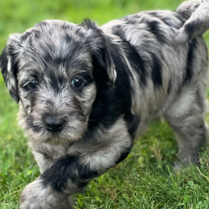Labradoodle Puppy Sage