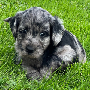 Labradoodle Puppy Sage