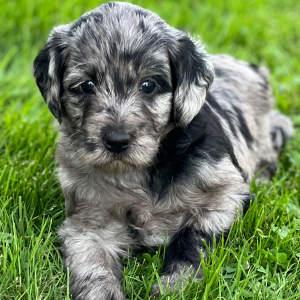 Labradoodle Puppy Sage