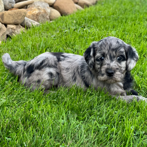 Labradoodle Puppy Sage