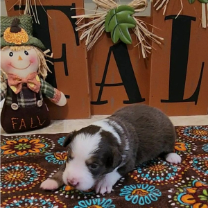 Australian Shepherd Puppy Veilla