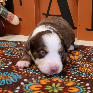 Australian Shepherd Puppy Veilla