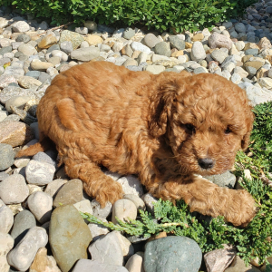 Goldendoodle Puppy Ranae