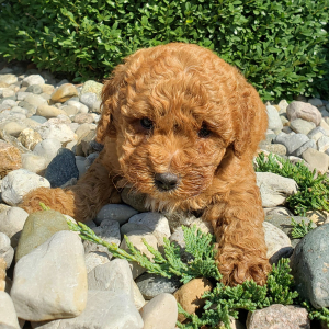 Goldendoodle Puppy Ranae