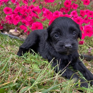 Goldendoodle Puppy Caleb