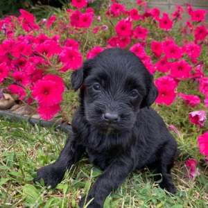 Goldendoodle Puppy Caleb