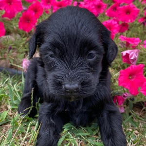 Goldendoodle Puppy Caleb