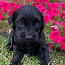 Goldendoodle Puppy Caleb