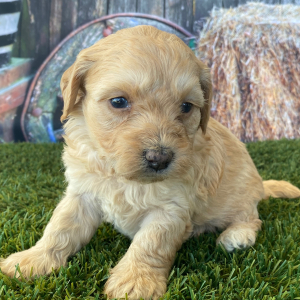 Goldendoodle Puppy Heather