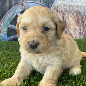 Goldendoodle Puppy Heather