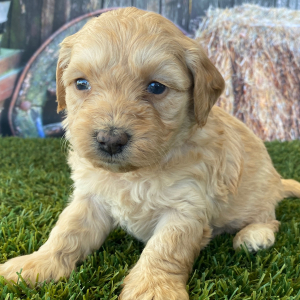 Goldendoodle Puppy Heather