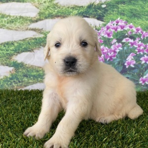 Golden Retriever Puppy Lavina