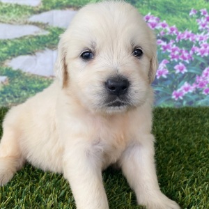 Golden Retriever Puppy Lavina