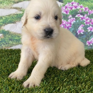 Golden Retriever Puppy Lavina