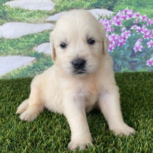 Golden Retriever Puppy Lavina