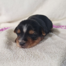 Yorkshire Terrier Puppy Kylie