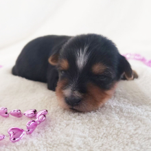 Yorkshire Terrier Puppy Kylie