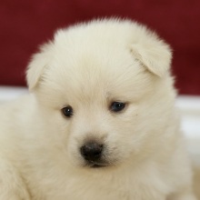 Pomsky Puppy Blake