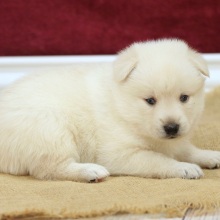 Pomsky Puppy Blake