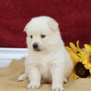 Pomsky Puppy Blake