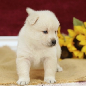 Pomsky Puppy Blake