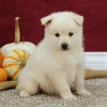 Pomsky Puppy Blake