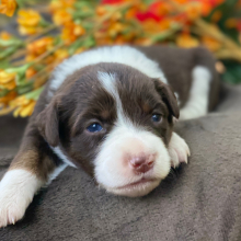 Australian Shepherd Puppy Beatle Juice