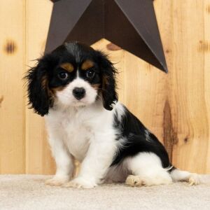 Cavalier King Charles Spaniel Puppy Ranger