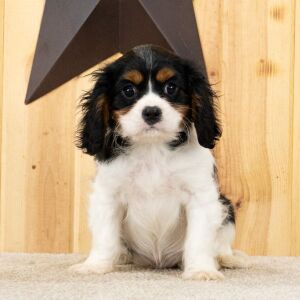 Cavalier King Charles Spaniel Puppy Ranger