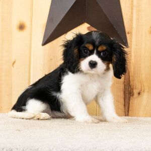 Cavalier King Charles Spaniel Puppy Ranger