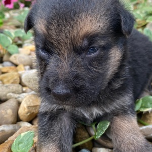 German Shepherd Dog Puppy Isaac