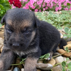 German Shepherd Dog Puppy Isaac