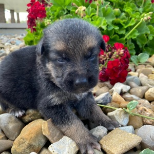 German Shepherd Dog Puppy Isaac