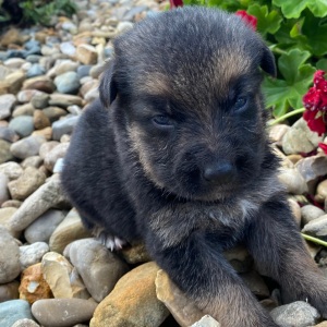 German Shepherd Dog Puppy Isaac