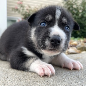 Siberian Husky Puppy Jenna